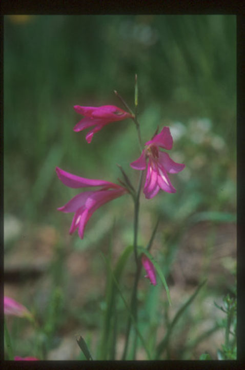 斉藤倉庫齊藤亀三：世界の花・世界の蘭ラン